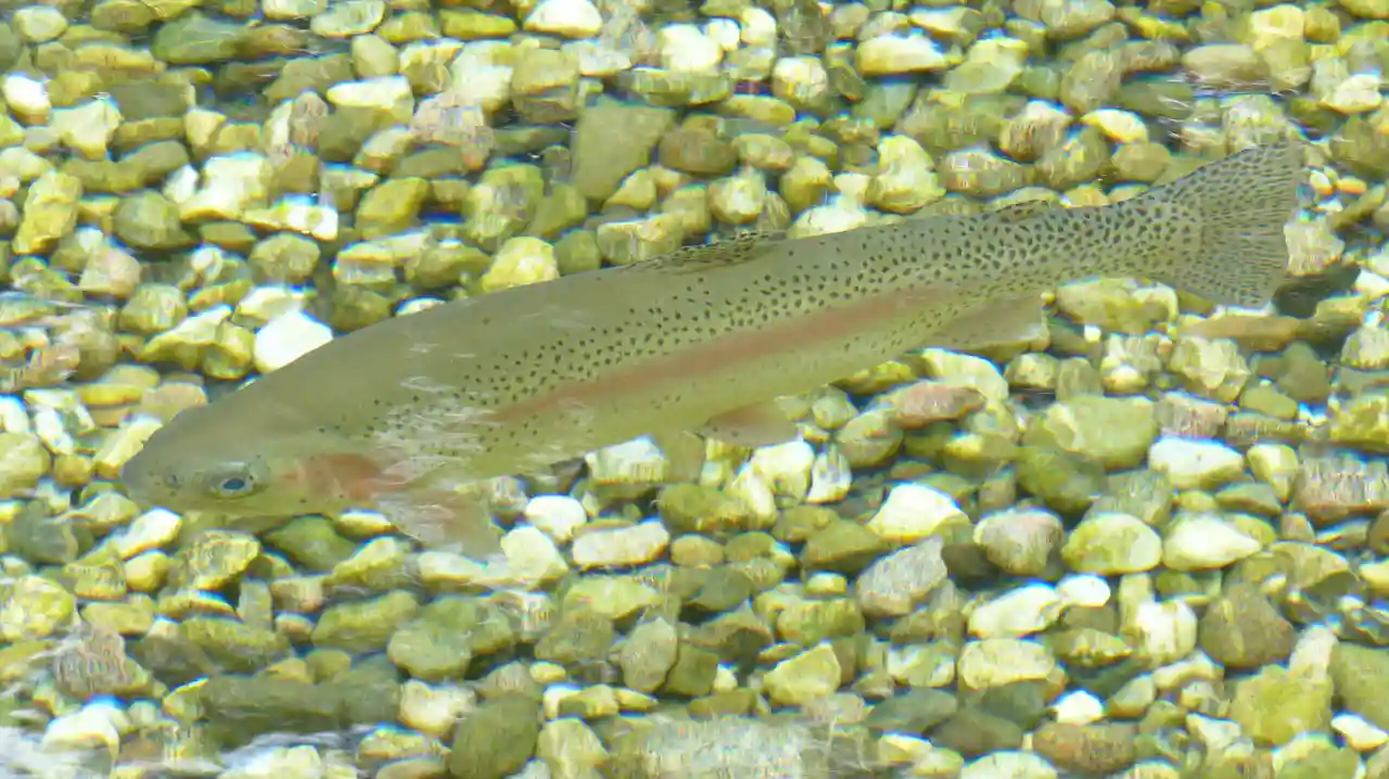 Regenbogenforelle Foto von Pixabay Hans